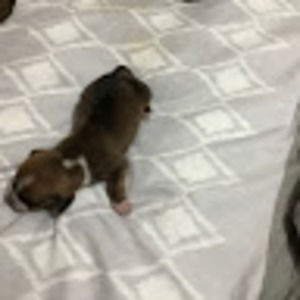 Meet your Posher, Susan